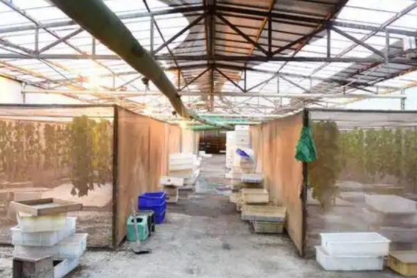 黑水虻大棚如何建造，棚膜可选择无滴高保温膜