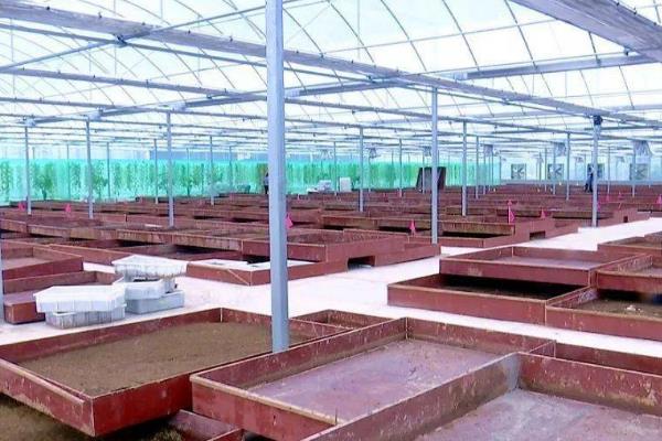 黑水虻大棚如何建造，棚膜可选择无滴高保温膜