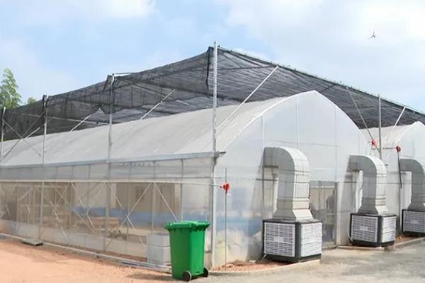 黑水虻大棚如何建造，棚膜可选择无滴高保温膜