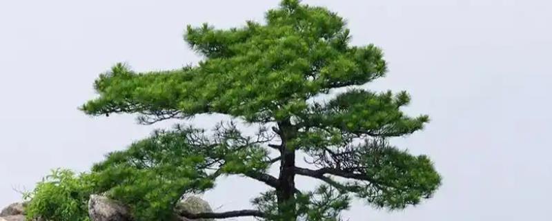 松树的生长条件，光照充足时松针会更加繁密油亮