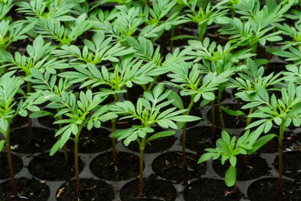 芳香万寿菊的种植方法，对苗床浇透水再用湿土掩埋幼苗的根系