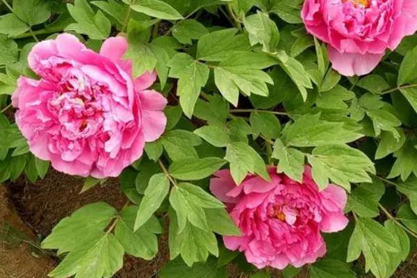 如何养殖富贵满堂红花，生长期间每个月追肥一次