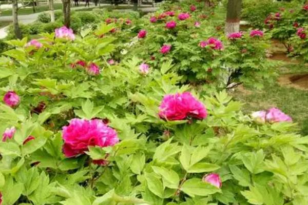 如何养殖富贵满堂红花，生长期间每个月追肥一次
