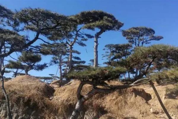松树的生长条件，光照充足时松针会更加繁密油亮