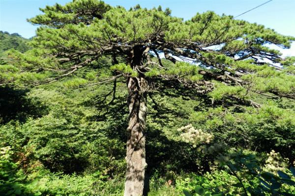 松树的生长条件，光照充足时松针会更加繁密油亮