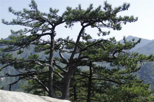 松树的生长条件，光照充足时松针会更加繁密油亮