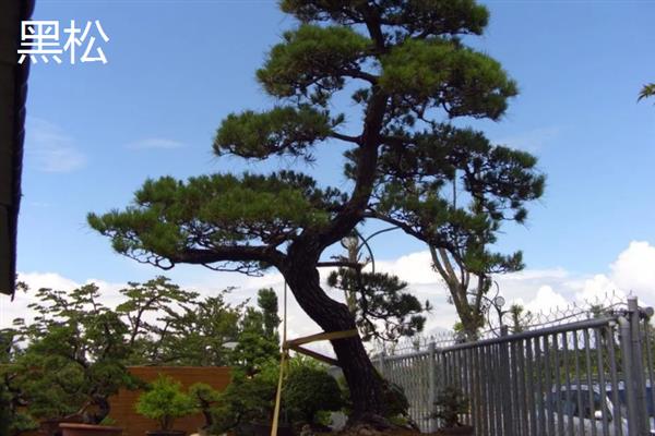 松树的生长条件，光照充足时松针会更加繁密油亮