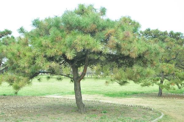 松树的生长条件，光照充足时松针会更加繁密油亮