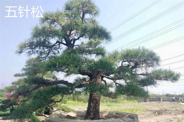 松树的生长条件，光照充足时松针会更加繁密油亮