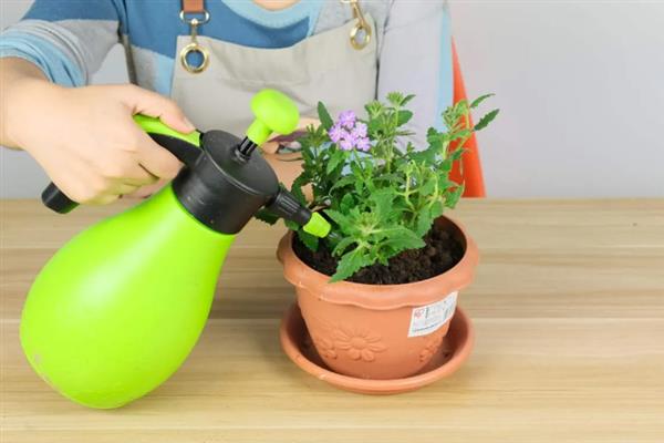 花被冻坏了怎么补救，轻微冻伤可放在高于10℃的环境中