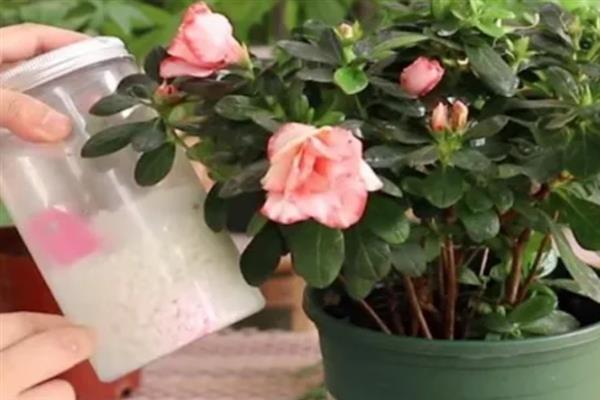 花被冻坏了怎么补救，轻微冻伤可放在高于10℃的环境中