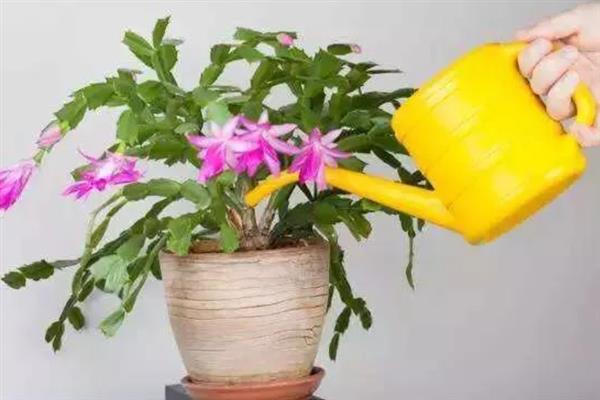 花被冻坏了怎么补救，轻微冻伤可放在高于10℃的环境中