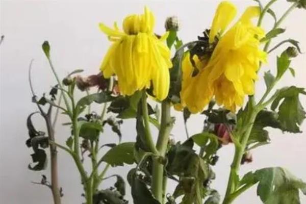 新买的菊花为什么蔫了，大多是环境不适、光照过强等原因导致
