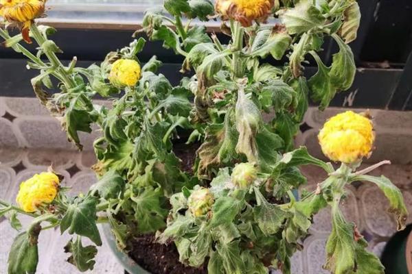 新买的菊花为什么蔫了，大多是环境不适、光照过强等原因导致