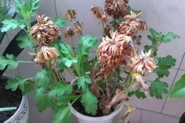 新买的菊花为什么蔫了，大多是环境不适、光照过强等原因导致