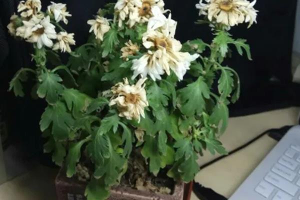 新买的菊花为什么蔫了，大多是环境不适、光照过强等原因导致