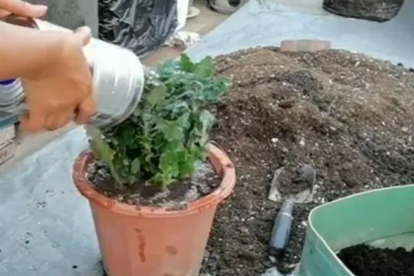 新买的菊花为什么蔫了，大多是环境不适、光照过强等原因导致
