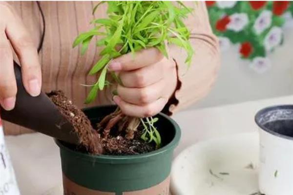 新买的菊花为什么蔫了，大多是环境不适、光照过强等原因导致