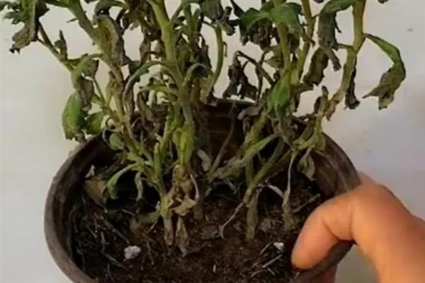 新买的菊花为什么蔫了，大多是环境不适、光照过强等原因导致