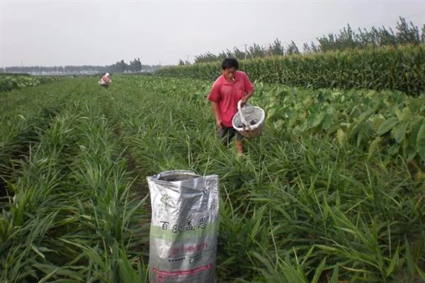 种姜如何催芽，需要每隔一周浇水1-2次