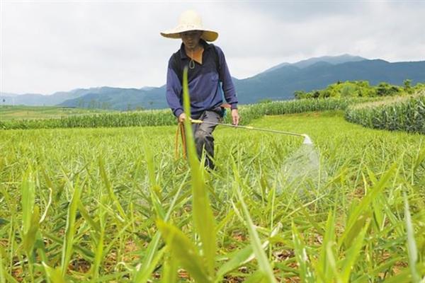 种姜如何催芽，需要每隔一周浇水1-2次