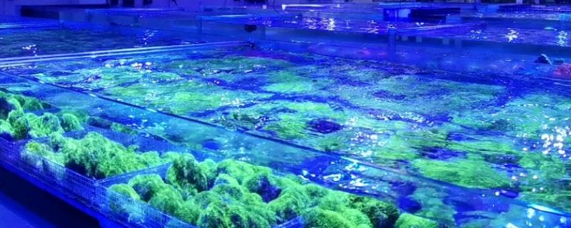 珊瑚的养殖方式，每隔7天左右换一次水