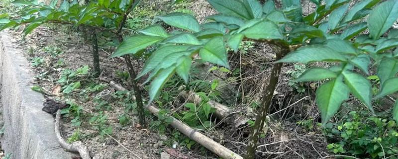 魔芋怎么管理，以防积水需开沟
