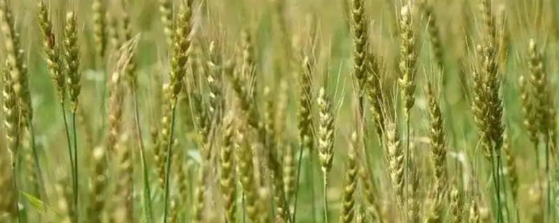 麦子的成熟时间，大多为6-8月份左右