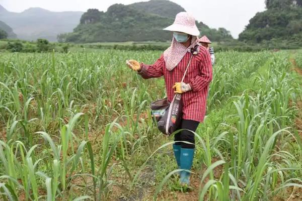 甘蔗的栽培方法，拔除过多的分蘖可节省养分