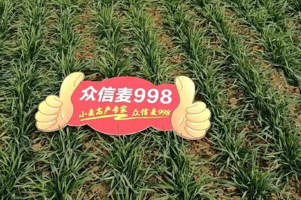 众信麦998品种有何特点，其稳产超高产且适种范围广