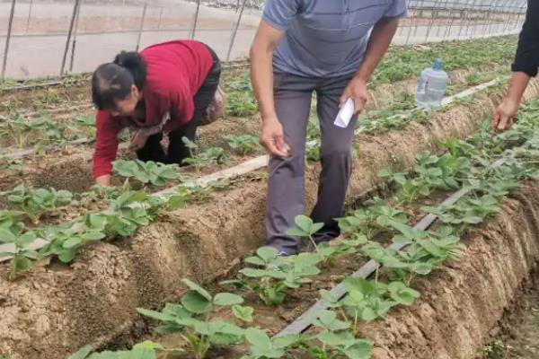 草莓冬季怎么施肥，开花前要追施尿素和人粪尿