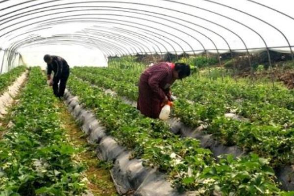 草莓冬季怎么施肥，开花前要追施尿素和人粪尿
