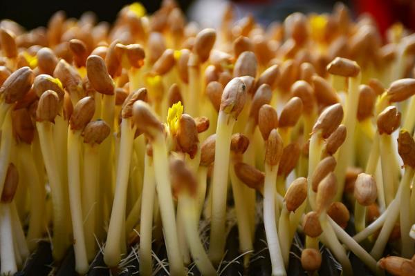 花生芽推广不开的原因，难以保存、气味特殊是主因