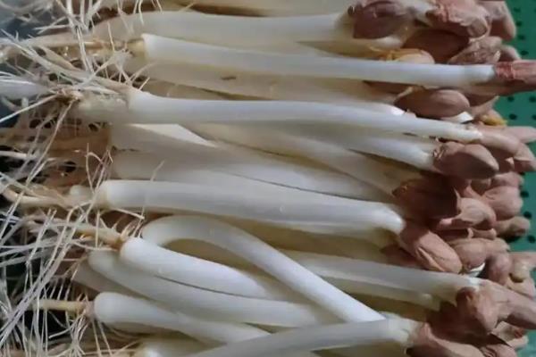 花生芽推广不开的原因，难以保存、气味特殊是主因