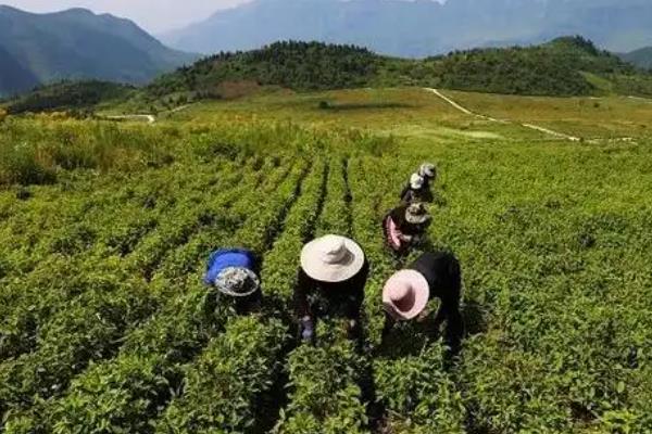 牛膝如何种植，播种前需浸种