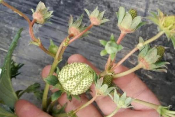 草莓冬季怎么施肥，开花前要追施尿素和人粪尿