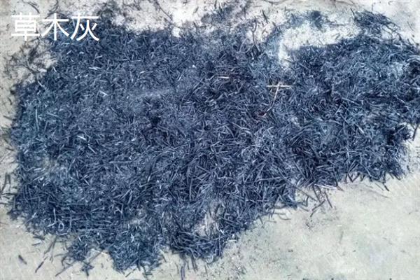 十一月适合扦插哪些花，适合扦插茶花、茉莉花、天竺葵等