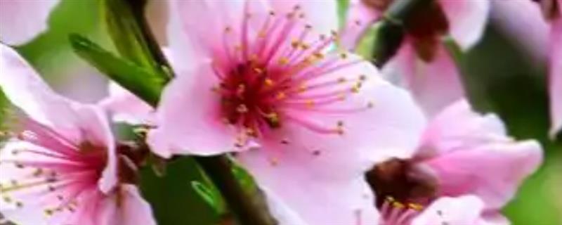 门前适合种什么花，可栽培桃花、梅花、桂花等品种