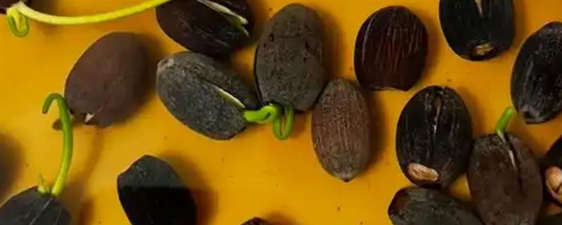 睡莲种子开口后如何播种，浸种催芽后再播入土壤中