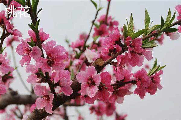门前适合种什么花，可栽培桃花、梅花、桂花等品种