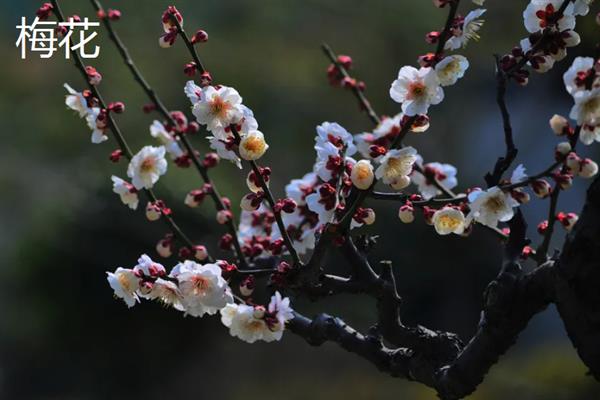 门前适合种什么花，可栽培桃花、梅花、桂花等品种