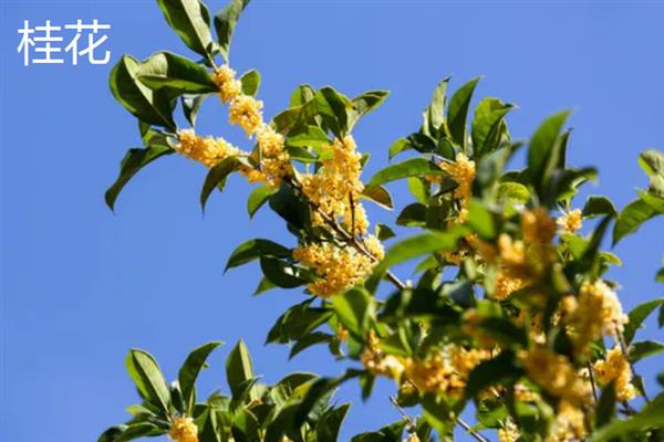 门前适合种什么花，可栽培桃花、梅花、桂花等品种