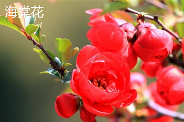 门前适合种什么花，可栽培桃花、梅花、桂花等品种