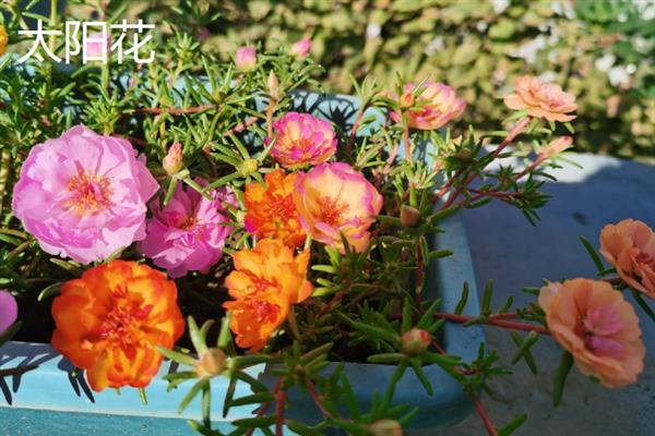 门前适合种什么花，可栽培桃花、梅花、桂花等品种