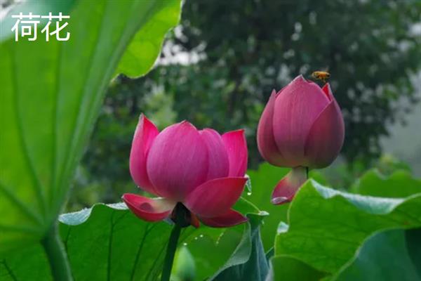 门前适合种什么花，可栽培桃花、梅花、桂花等品种