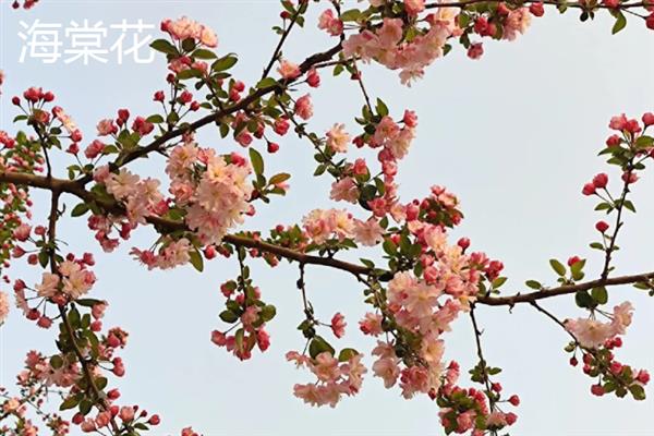 门前适合种什么花，可栽培桃花、梅花、桂花等品种