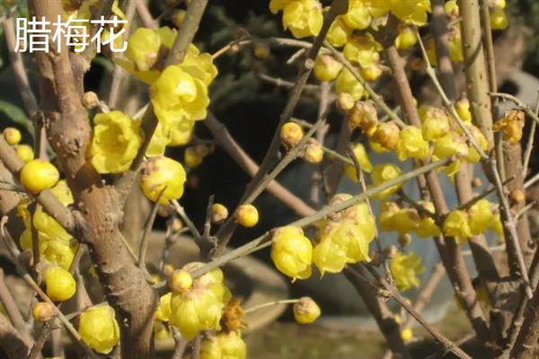 门前适合种什么花，可栽培桃花、梅花、桂花等品种
