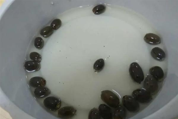 睡莲种子开口后如何播种，浸种催芽后再播入土壤中