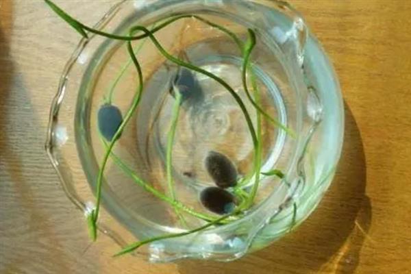 睡莲种子开口后如何播种，浸种催芽后再播入土壤中