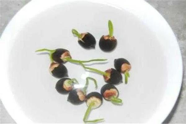 睡莲种子开口后如何播种，浸种催芽后再播入土壤中
